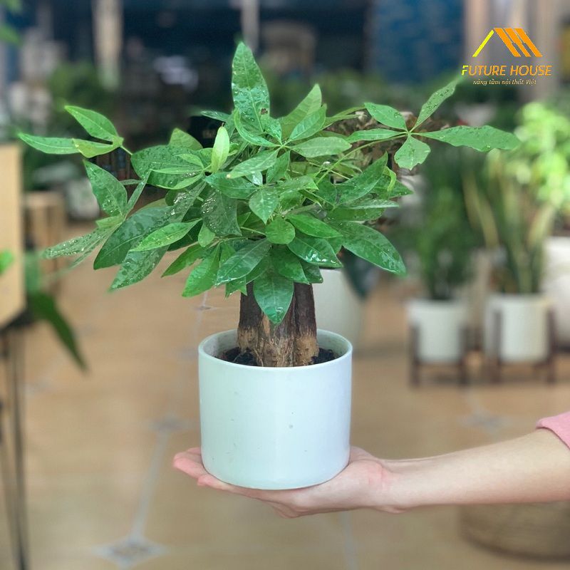 Cây Kim Ngân Quà Mừng Tân Gia Với Ý Nghĩa Tài Lộc Như Nước